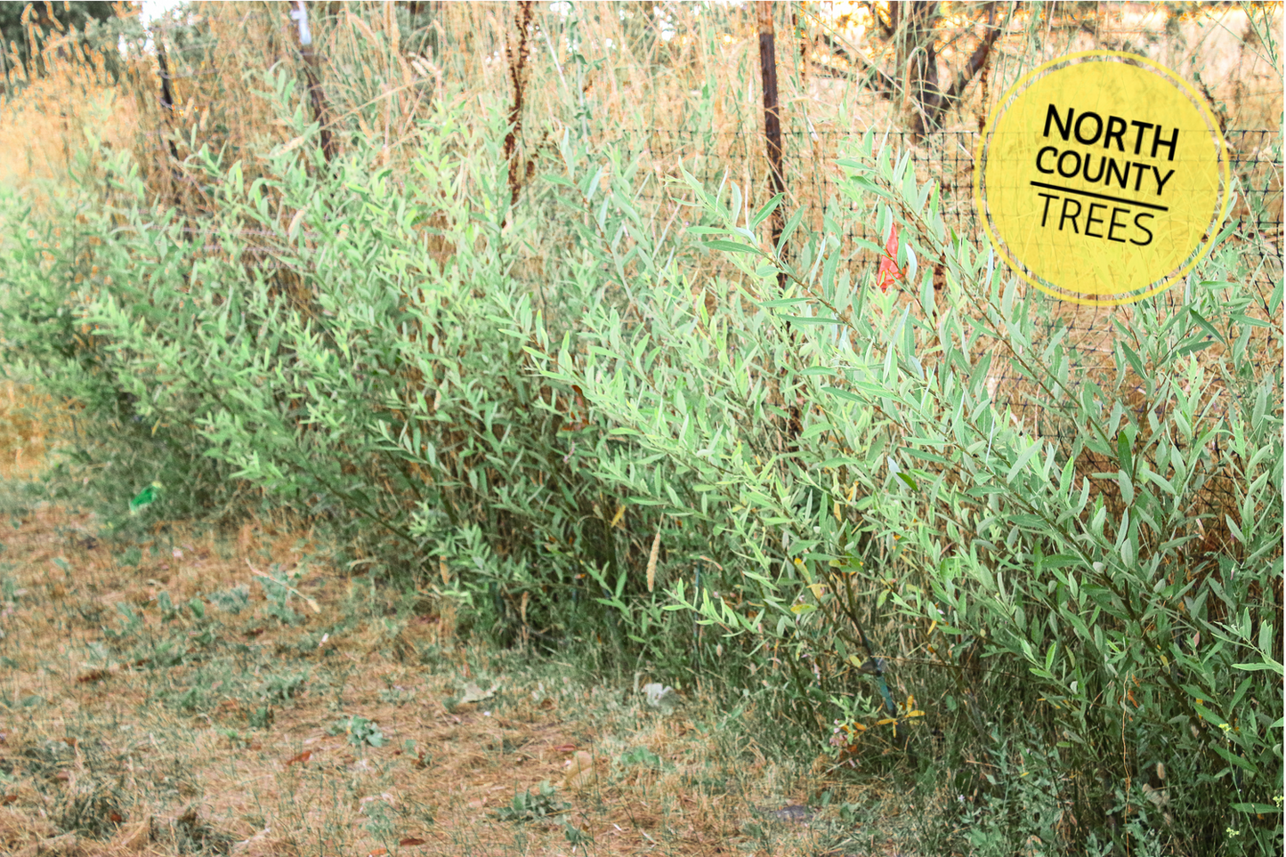 Arroyo Willow / Salix Lasiolepis Cuttings