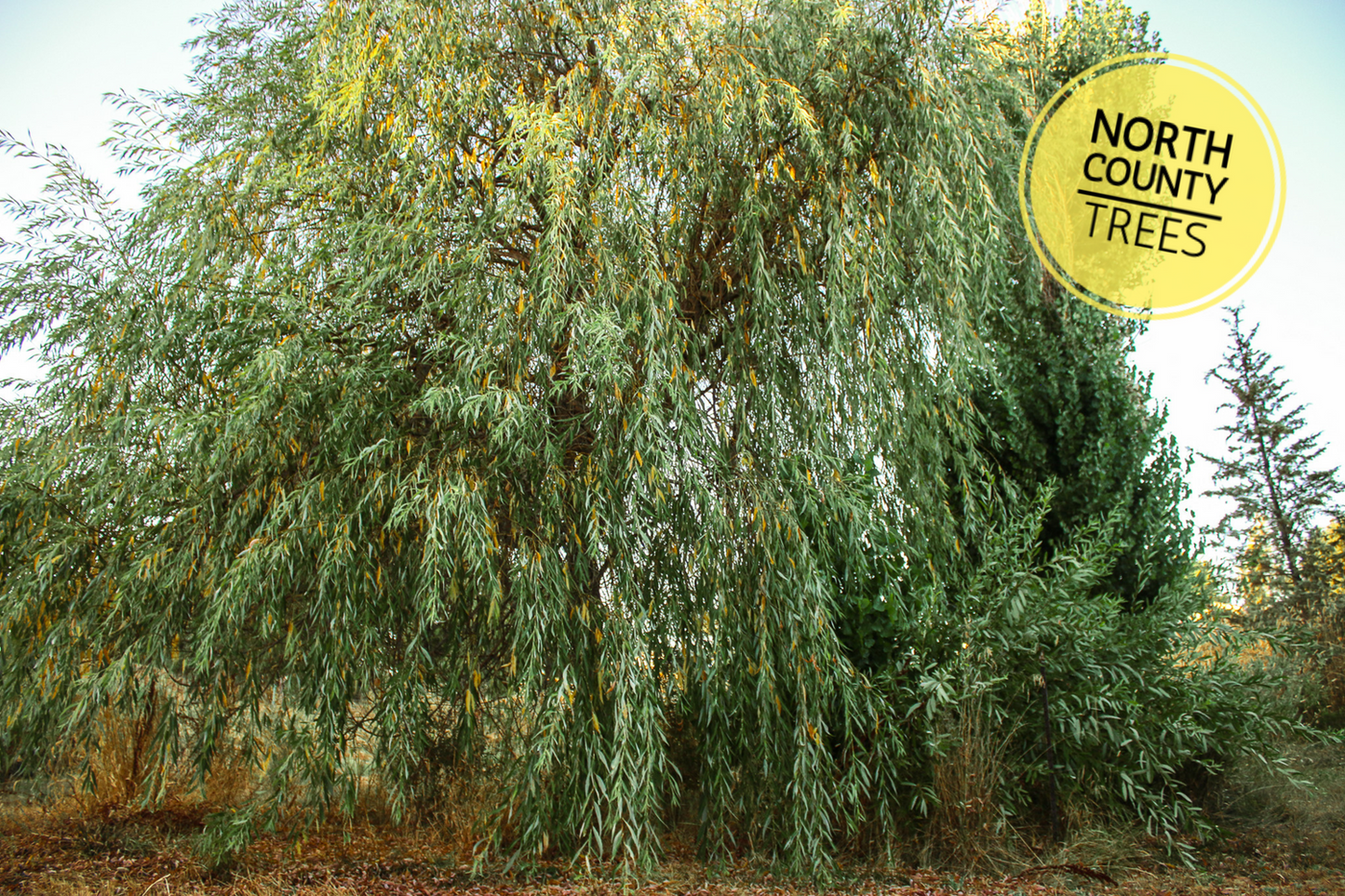 Arroyo Willow / Salix Lasiolepis Cuttings