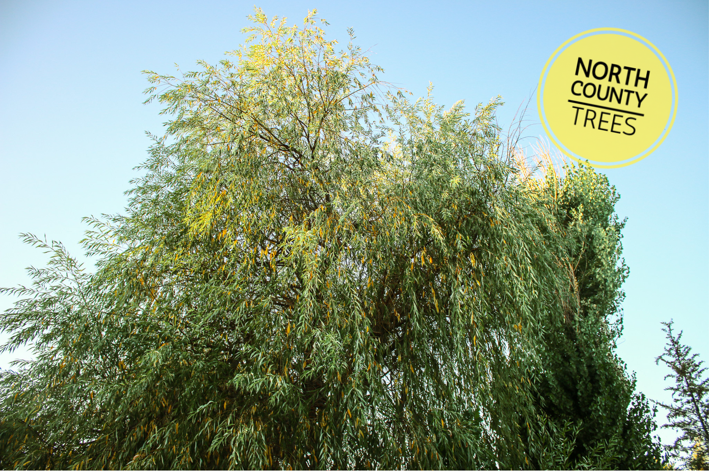 Arroyo Willow / Salix Lasiolepis Cuttings