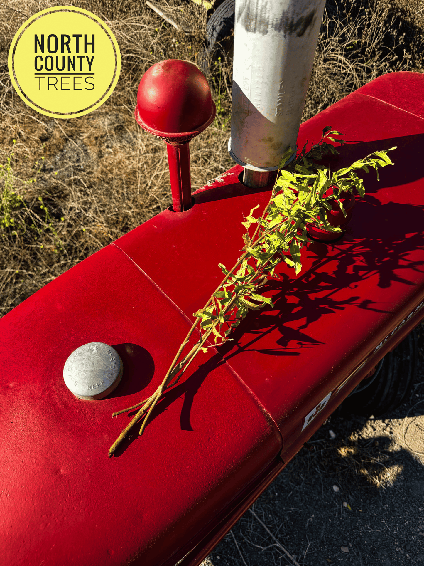 Pomegranate Tree Cuttings