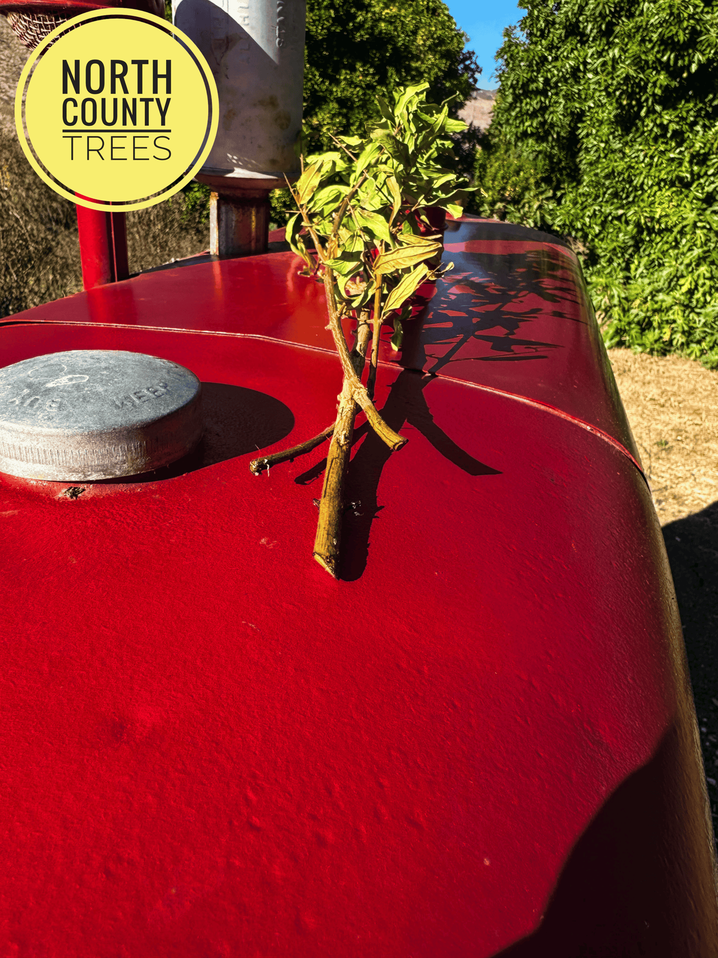 Pomegranate Tree Cuttings