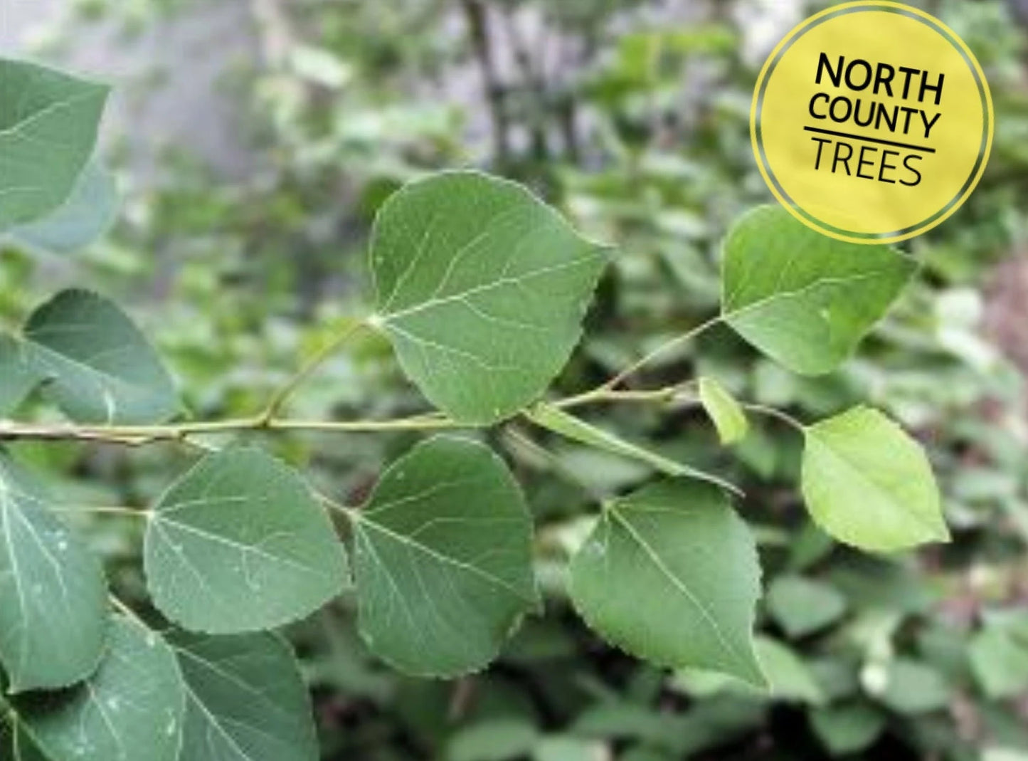 Quaking Aspen Cuttings